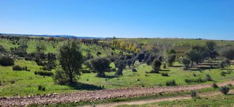 Herdade 125 ha - Idanha-a-Nova