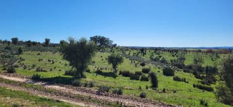 Herdade 125 ha - Idanha-a-Nova