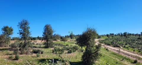 Herdade 125 ha - Idanha-a-Nova