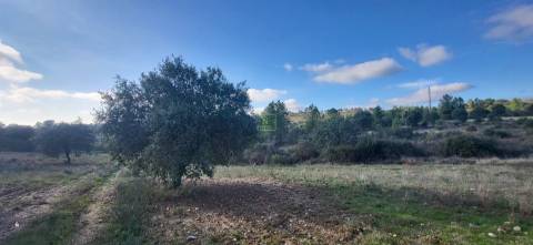 Terreno Rústico - 3750m2 - Idanha-a-Nova