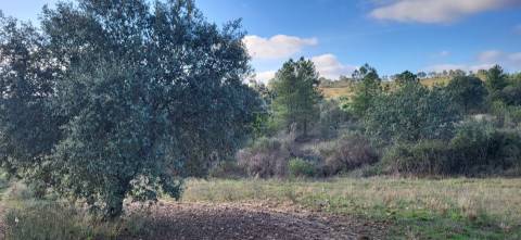Terreno Rústico - 3750m2 - Idanha-a-Nova