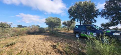 Terreno Rústico - 3750m2 - Idanha-a-Nova