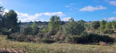 Terreno Rústico - 3750m2 - Idanha-a-Nova