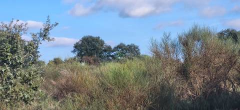 Terreno Rústico - 3750m2 - Idanha-a-Nova