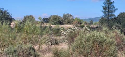 Terreno Rústico - 3750m2 - Idanha-a-Nova