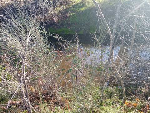 Terreno Rústico com 9400m2 sito em Águas, Penamacor.