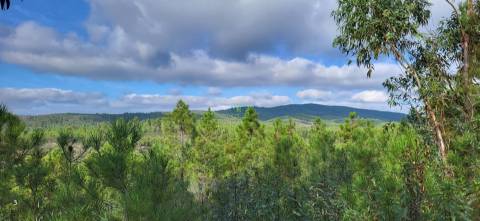 Terreno Rústico - 1750m2 - Florestal - Toulões - Idanha-a-Nova