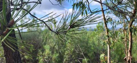 Terreno Rústico - 1750m2 - Florestal - Toulões - Idanha-a-Nova