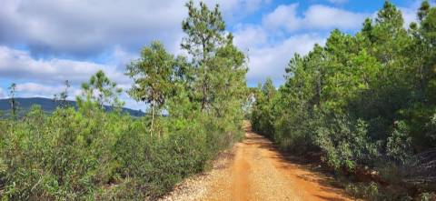 Terreno Rústico - 1750m2 - Florestal - Toulões - Idanha-a-Nova