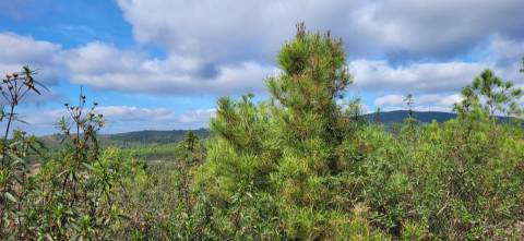 Terreno Rústico - 1750m2 - Florestal - Toulões - Idanha-a-Nova