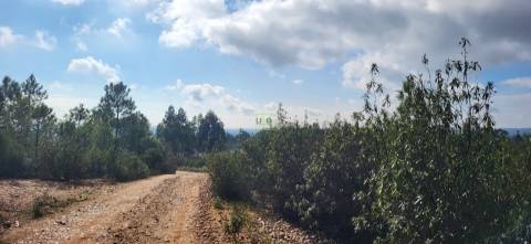 Terreno Rústico - 1750m2 - Florestal - Toulões - Idanha-a-Nova
