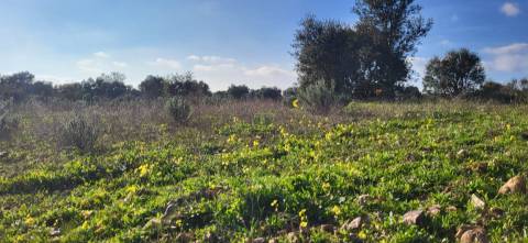 Terreno Rústico - 4250m2 -Toulões - Idanha-a-Nova