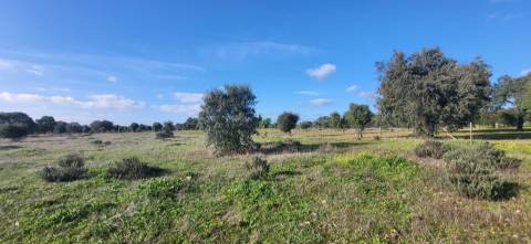 Terreno Rústico - 4250m2 -Toulões - Idanha-a-Nova