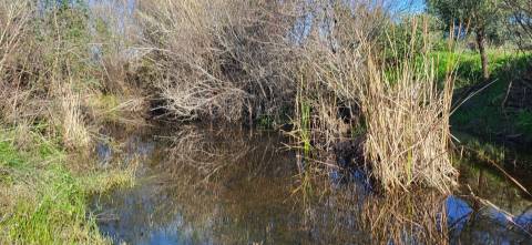 Terreno Rústico - 4250m2 -Toulões - Idanha-a-Nova