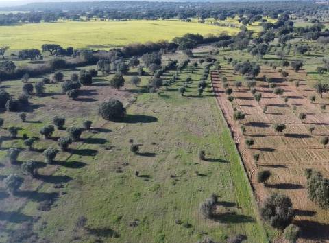 Terreno Rústico - 4250m2 -Toulões - Idanha-a-Nova