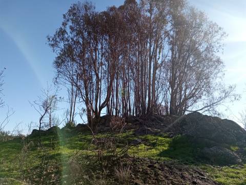 Excelente terreno com 76840m2 situado em Aldeia das Águas, Penamacor.