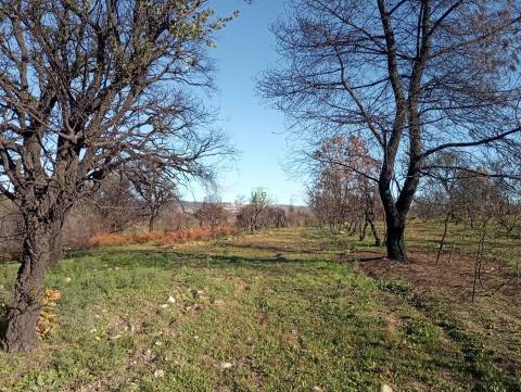 Excelente terreno com 76840m2 situado em Aldeia das Águas, Penamacor.