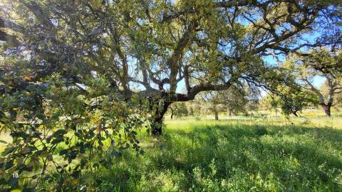 Quinta com casa e poço - 12,69ha - Quinta dos Carvalhos - Castelo Branco