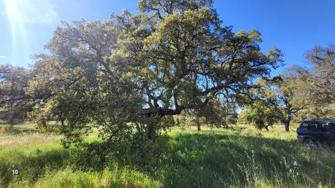 Quinta com casa e poço - 12,69ha - Quinta dos Carvalhos - Castelo Branco
