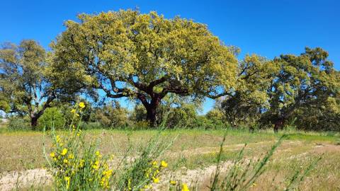 Quinta com casa e poço - 12,69ha - Quinta dos Carvalhos - Castelo Branco