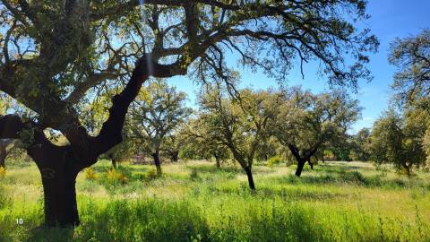 Quinta com casa e poço - 12,69ha - Quinta dos Carvalhos - Castelo Branco