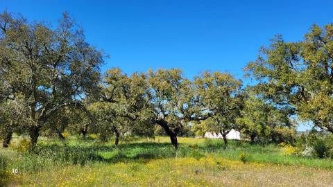Quinta com casa e poço - 12,69ha - Quinta dos Carvalhos - Castelo Branco
