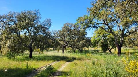 Quinta com casa e poço - 12,69ha - Quinta dos Carvalhos - Castelo Branco