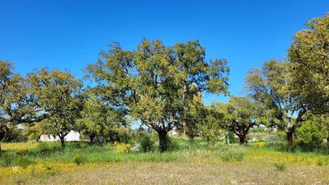 Quinta com casa e poço - 12,69ha - Quinta dos Carvalhos - Castelo Branco