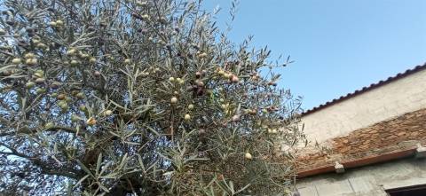 Moradia em reconstrução com jardim