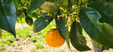 Moradia Centenária para recuperar - T8 - Quintal - Póvoa de Rio de Moinhos