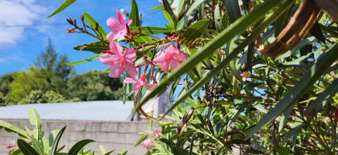 Moradia Centenária para recuperar - T8 - Quintal - Póvoa de Rio de Moinhos