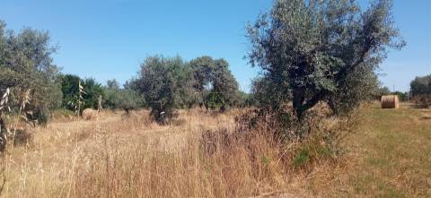 Terreno rústico em regadio no Ladoeiro, Idanha a Nova