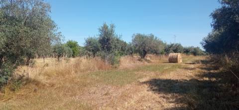 Terreno rústico em regadio no Ladoeiro, Idanha a Nova