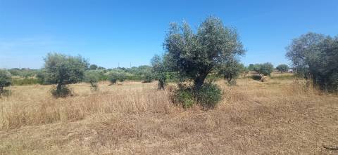 Terreno rústico em regadio no Ladoeiro, Idanha a Nova