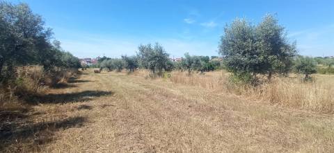 Terreno rústico em regadio no Ladoeiro, Idanha a Nova