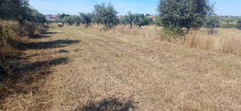 Terreno rústico em regadio no Ladoeiro, Idanha a Nova