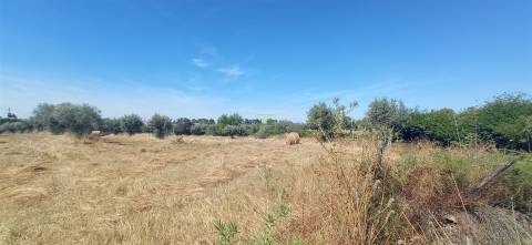 Terreno rústico em regadio no Ladoeiro, Idanha a Nova
