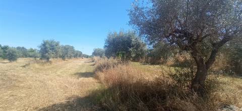 Terreno rústico em regadio no Ladoeiro, Idanha a Nova