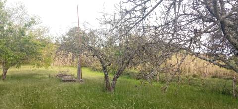 Terreno rústico em Pedrógão de S. Pedro