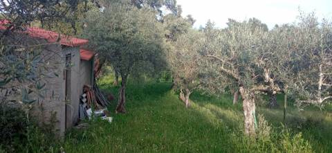 Terreno rústico em Pedrógão de S. Pedro