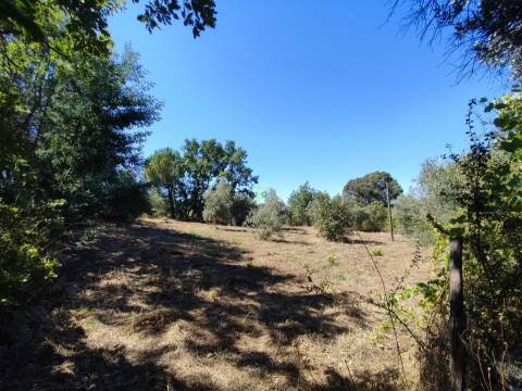 Terreno rústico em Aldeia do Bispo, Penamacor!