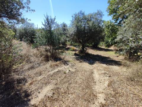 Terreno rústico em Aldeia do Bispo, Penamacor!