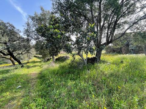 Quinta com Construção Urbana em Mendares na freguesia de Sarzedas, Castelo Branco