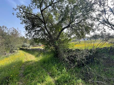 Quinta com Construção Urbana em Mendares na freguesia de Sarzedas, Castelo Branco