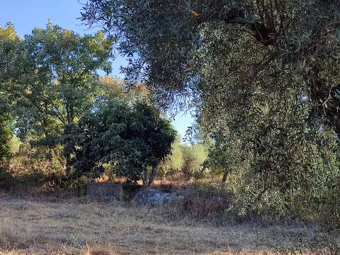 Terreno rústico em Penamacor