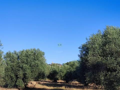 Terreno rústico em Penamacor