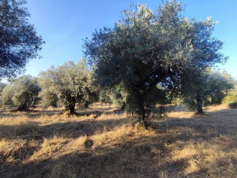 Terreno rústico em Penamacor