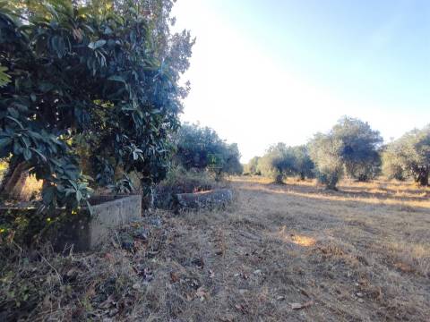 Terreno rústico em Penamacor