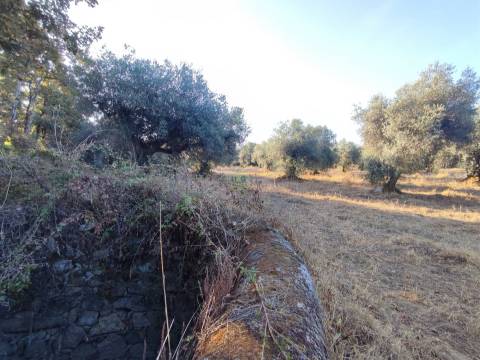 Terreno rústico em Penamacor