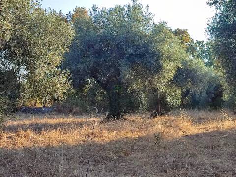 Terreno rústico em Penamacor